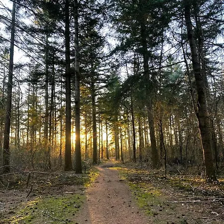 Rustiek Boschalet Sven Veluwe Met Omheinde Tuin Alpesi faház Putten