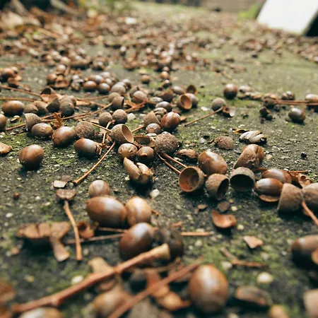 Alpesi faház Rustiek Boschalet Sven Veluwe Met Omheinde Tuin Putten