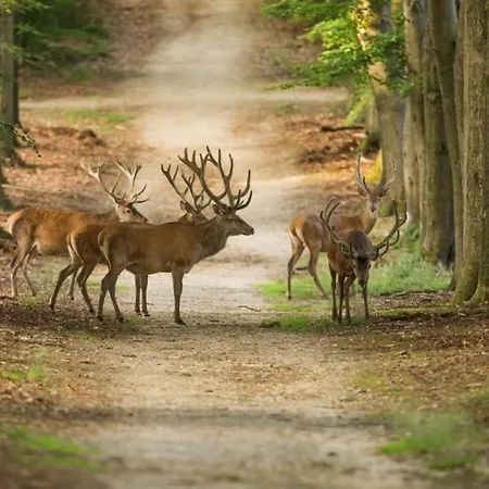 Rustiek Boschalet Sven Veluwe Met Omheinde Tuin Horská chata Putten
