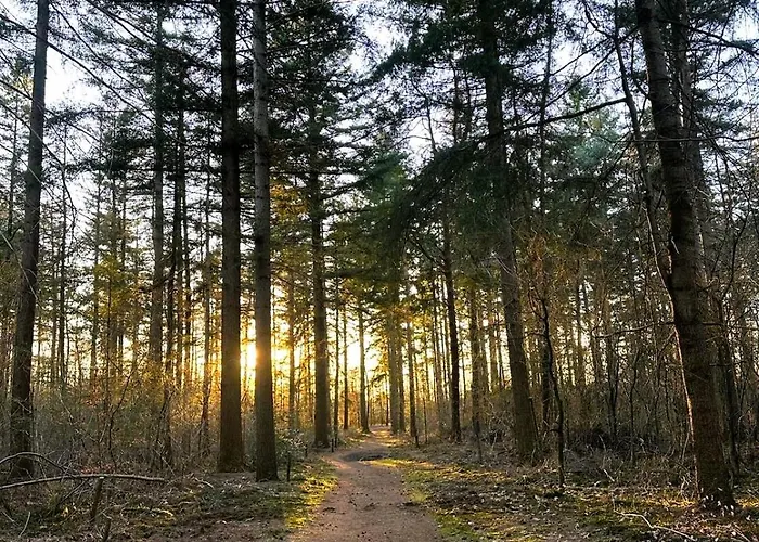Rustiek Boschalet Sven Veluwe Met Omheinde Tuin Alpstuga Putten