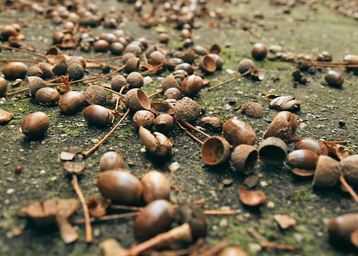 Alpehytte Rustiek Boschalet Sven Veluwe Met Omheinde Tuin Putten