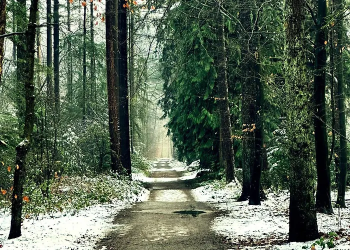 Alpstuga Rustiek Boschalet Sven Veluwe Met Omheinde Tuin Putten